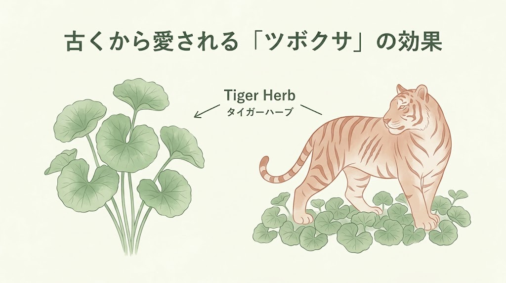 ツボクサとタイガーハーブのイラスト解説